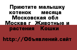 Приютите малышку котенок 1,5 месяца - Московская обл., Москва г. Животные и растения » Кошки   